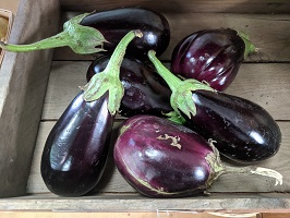 eggplant